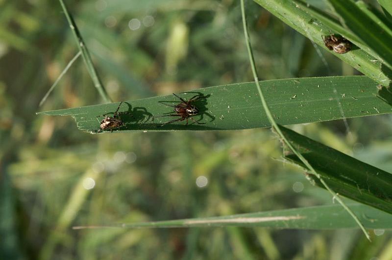 Larinioides_cornutus_D5125_Z_88_Canal du Nivernais_Frankrijk.jpg